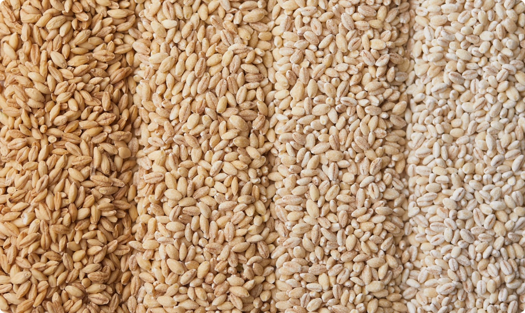 はくばくこだわり品質: 大麦 | はくばくと穀物 | はくばく