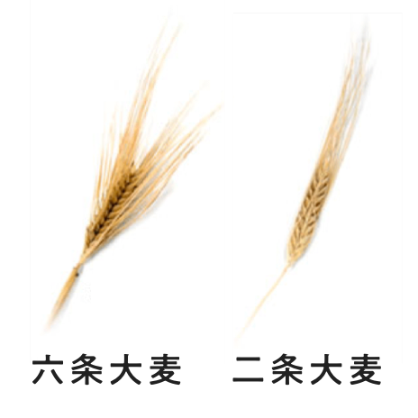 穀物を知ろう 大麦まめ知識 商品情報 はくばく