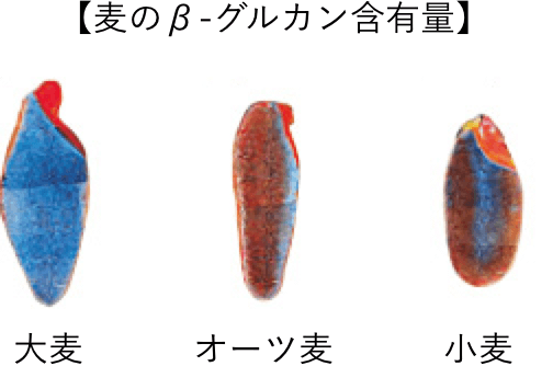 大麦、オーツ麦、小麦それぞれのβグルカン含有量を示す写真