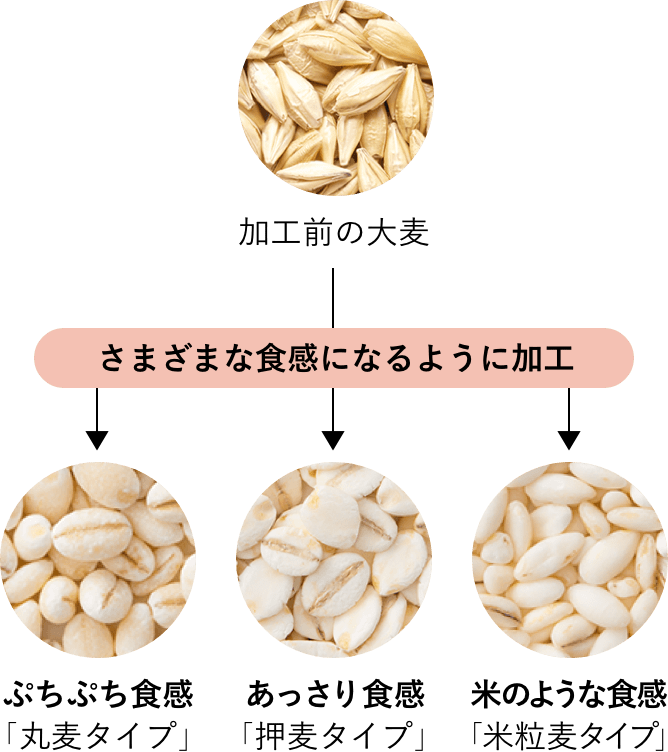 大麦の粒の加工前と加工後の写真。大麦をさまざまな食感になるように加工して、3つのタイプに。 ぷちぷち食感「丸麦タイプ」、あっさり食感「押麦タイプ」、米のような食感「米粒麦タイプ」