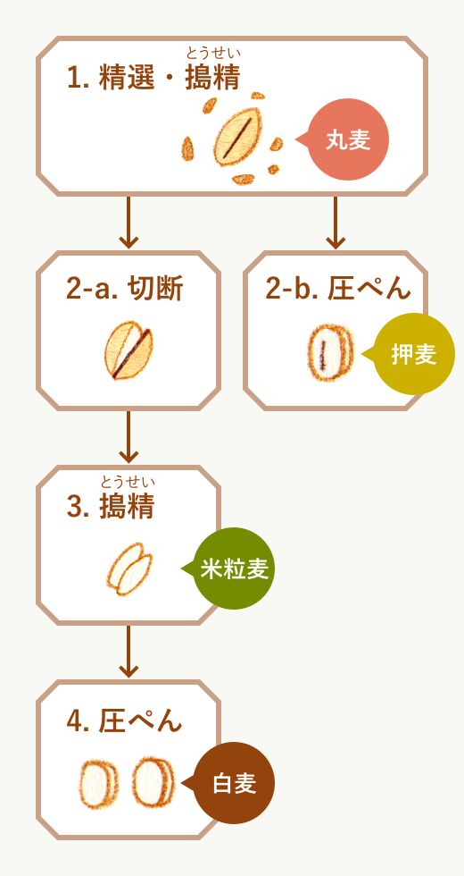 精麦工程の図。精麦工程のどの段階を経るかで大麦の加工タイプが異なる。工程1精選・搗精。この段階でできるのが丸麦。工程2切断。工程3搗精。この段階でできるのが米粒麦。工程4圧ぺん。この段階でできるのが白麦。また、工程1精選・搗精の後、切断せずに圧ぺんしてできるのが押麦。