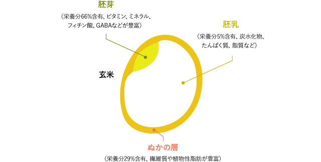 玄米の胚芽部分は栄養分66％含有。ビタミン、ミネラル、フィチン酸、GABAなどが豊富。 ぬかの層は栄養分29％含有。繊維質や植物性脂肪が豊富。胚乳部分は栄養分5％含有。炭水化物、たんぱく質、脂質などがある。