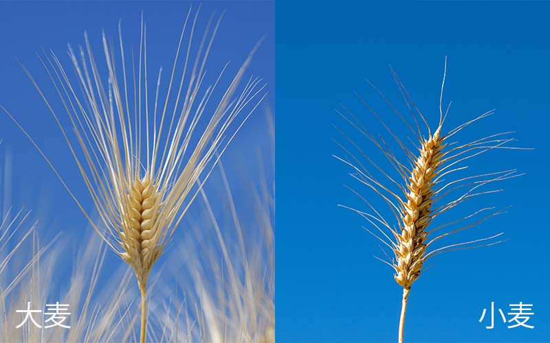知っているようで知らない大麦と小麦の違い 大麦百科 おいしい大麦研究所